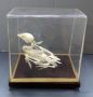 Fish Skeleton In Glass Display, 9.5